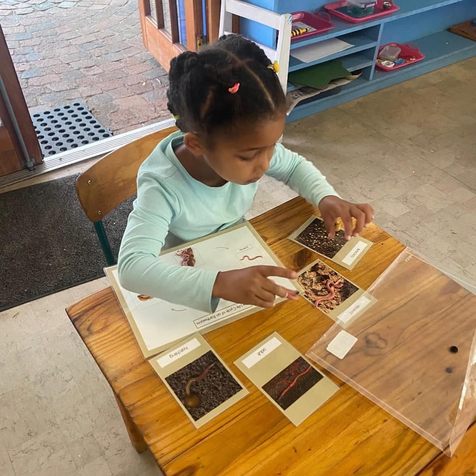 A Child working with a life-cycle card material at Childrens House